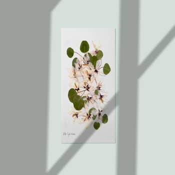 Pressed flower art, Botanical print, herbarium specimen dried flower a –  Eight Acorns Floral Preservation