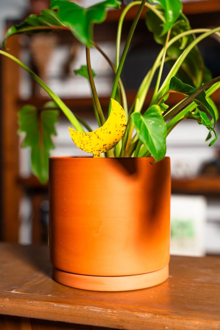 Classy Casita – ferramenta de jardinagem por atacado – Armadilhas adesivas em grande quantidade5