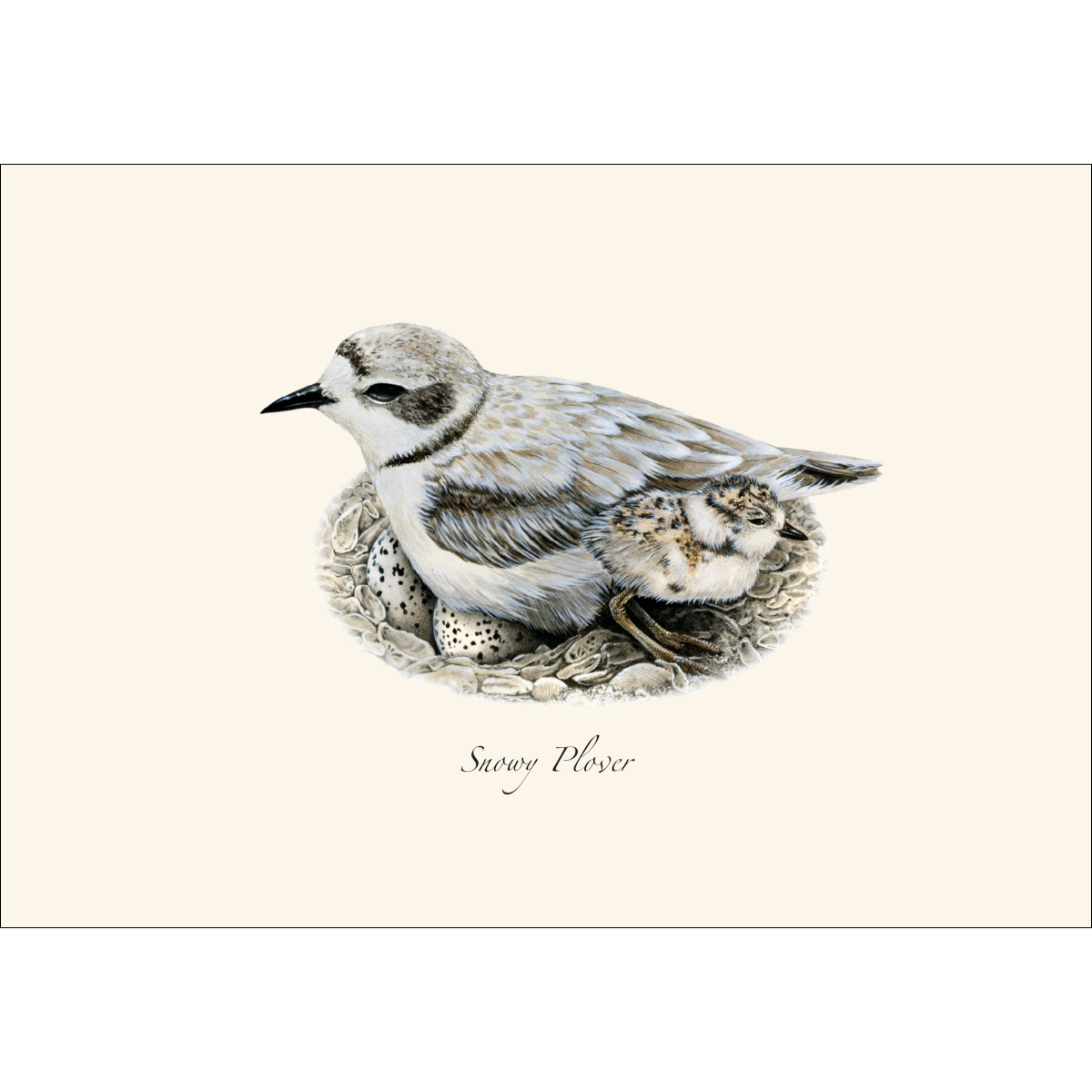 Earth Sky + Water - Wholesale Stationery/Notecard Set - Plover Assortment1