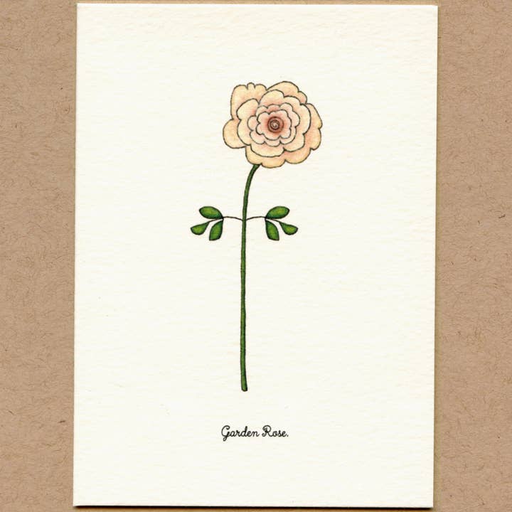 Beth Mueller - Wholesale Everyday Greeting Card - Flowers, Set 7 Boxed Greeting Cards4