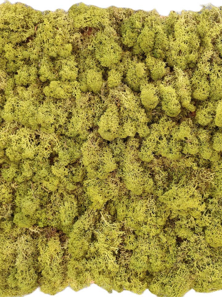 Mellemgrøn Reinsdyrlav Stabiliseret Mos fra Moss House for engroshandel hos Moss House