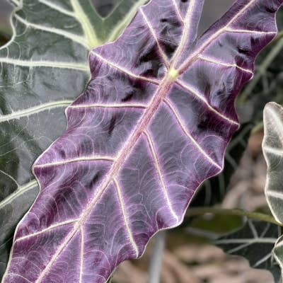 Alocasia Purpley for wholesale by Dick's Sticks and Exotics