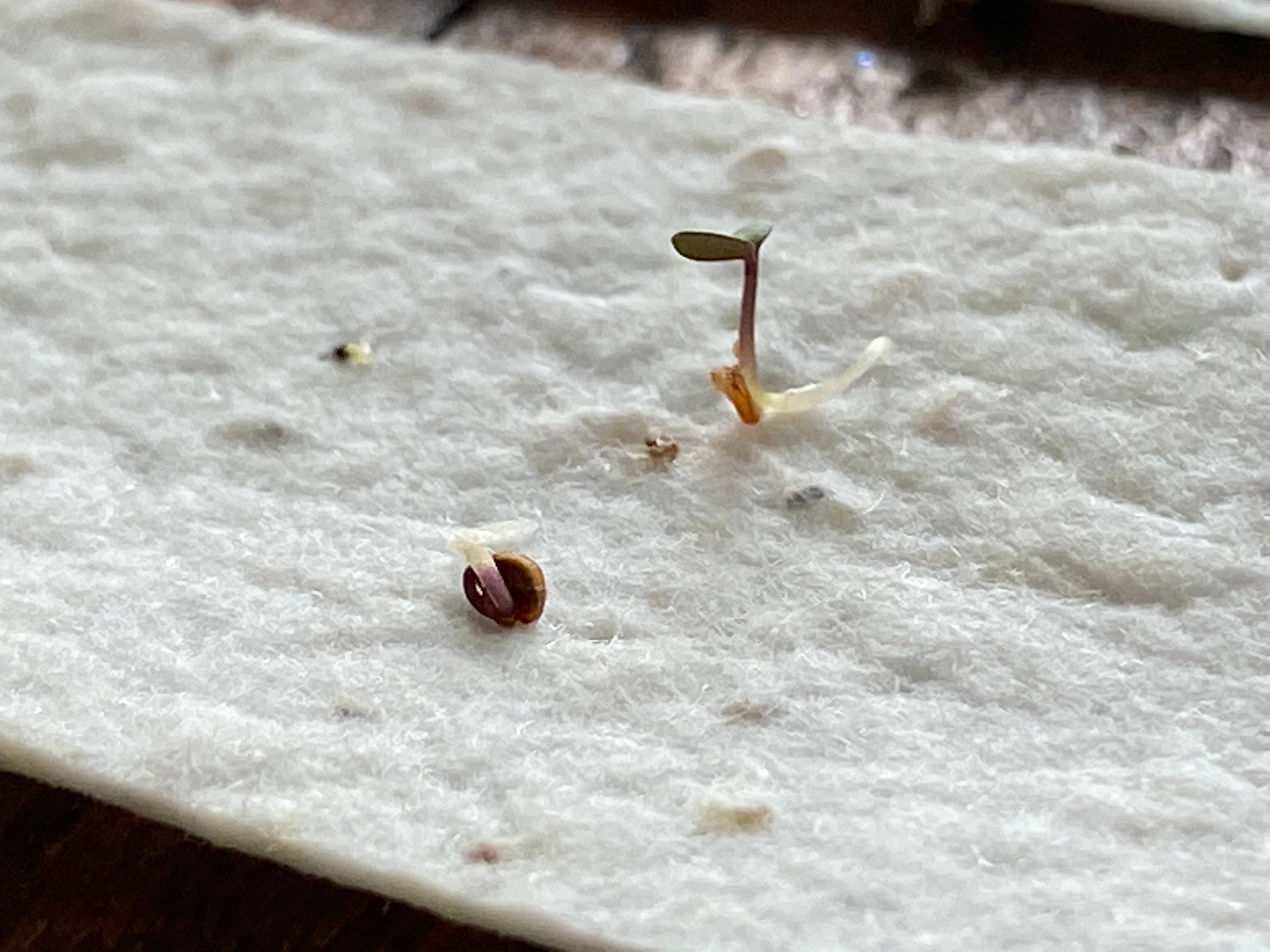 The Raven’s Edge Studio – Großhandel Dankeskarten – Wildblumensamen Pflanzbare Herzkarte: Danke, Umweltfreundlich7