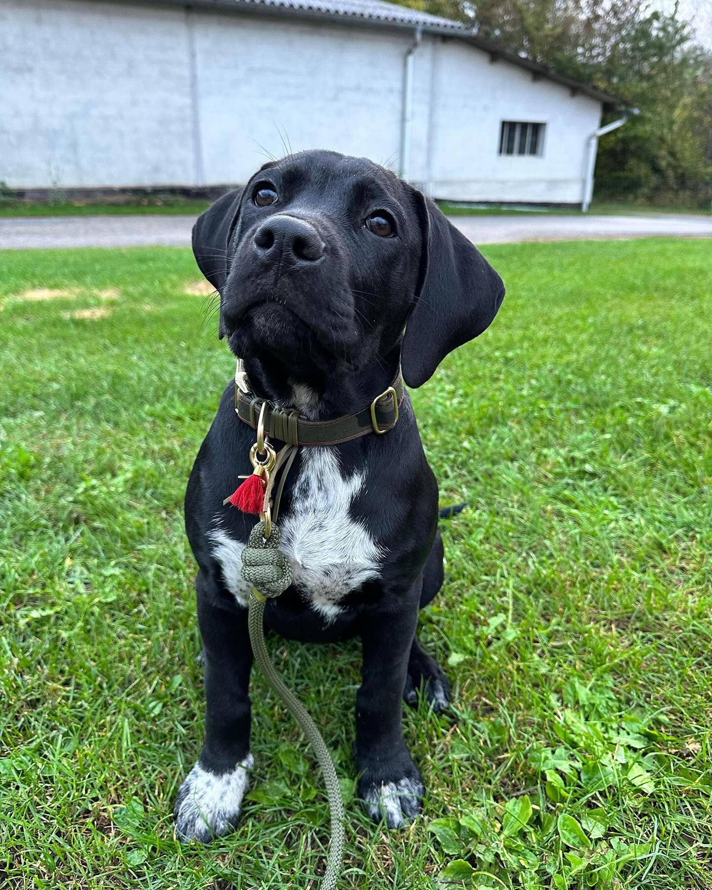 Frimousse Dog – wholesale Pet collar – Dog – “Colonel” military adjustable dog collar3