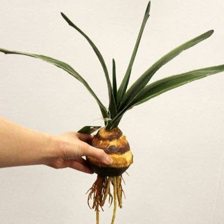 GR FL11257 AMARYLLIS LVS w/BUD,14in-12P/96 for wholesale on Faire