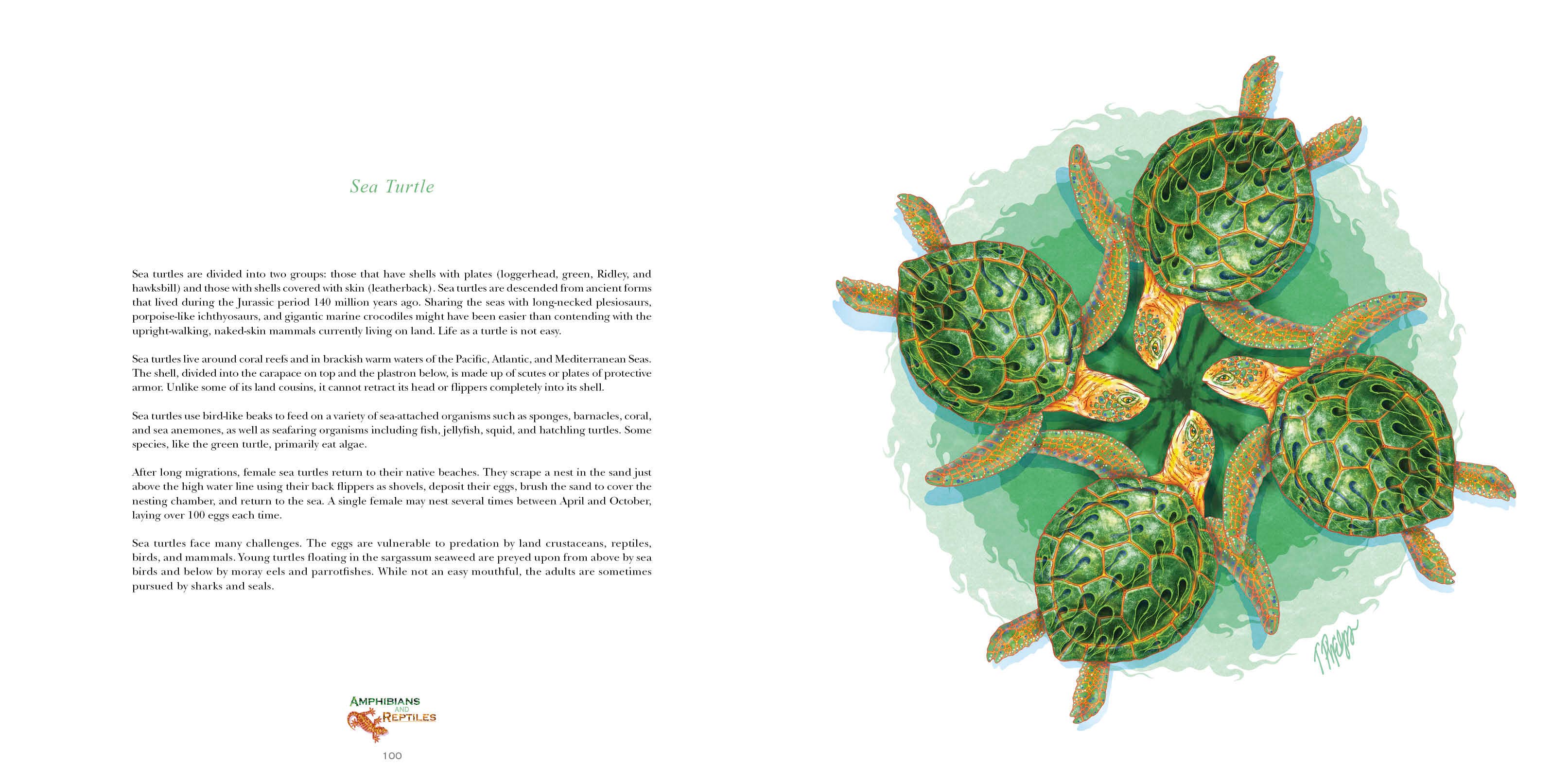 REDFeather - Venta al por mayor Nature & Outdoors - Naturaleza Mandalas Maravillas de la Tierra, Viento y Mar3