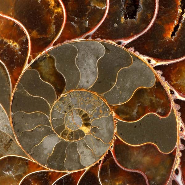 Ammolite pour la vente par Zen Puzzles