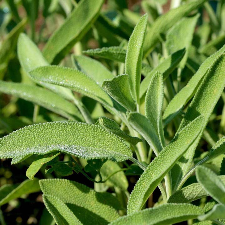 Sow True Seed - Wholesale Plant Seeds - Sage Seeds - Broad Leaf Culinary4