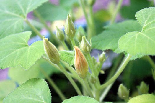 Backyard Safari Company - Wholesale Plant Seeds - Little Fresh Veggie Garden Grow Kit4