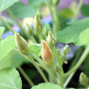 Backyard Safari Company - Wholesale Plant Seeds - Little Fresh Veggie Garden Grow Kit4