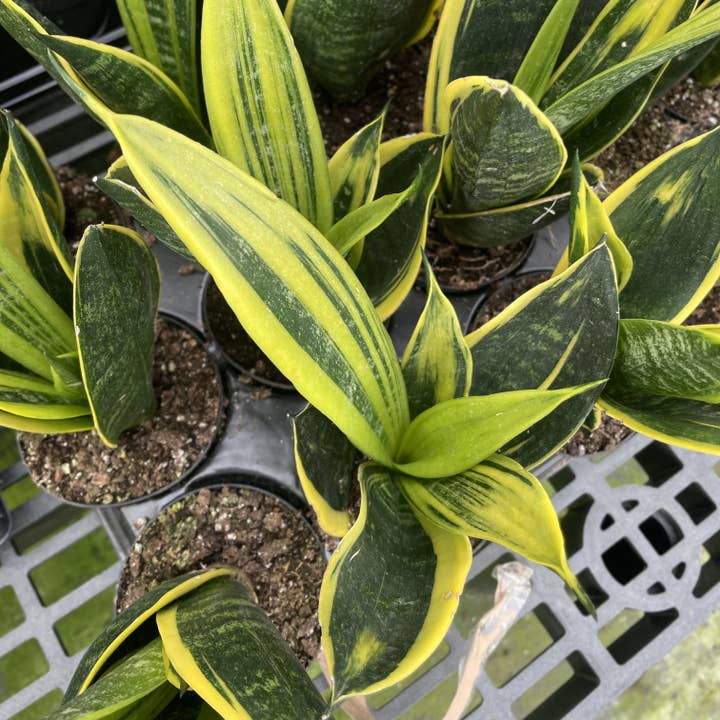 Thorsen's Greenhouse - Wholesale Live Plant - Snake 'Golden Flame' - 4" Live Plant