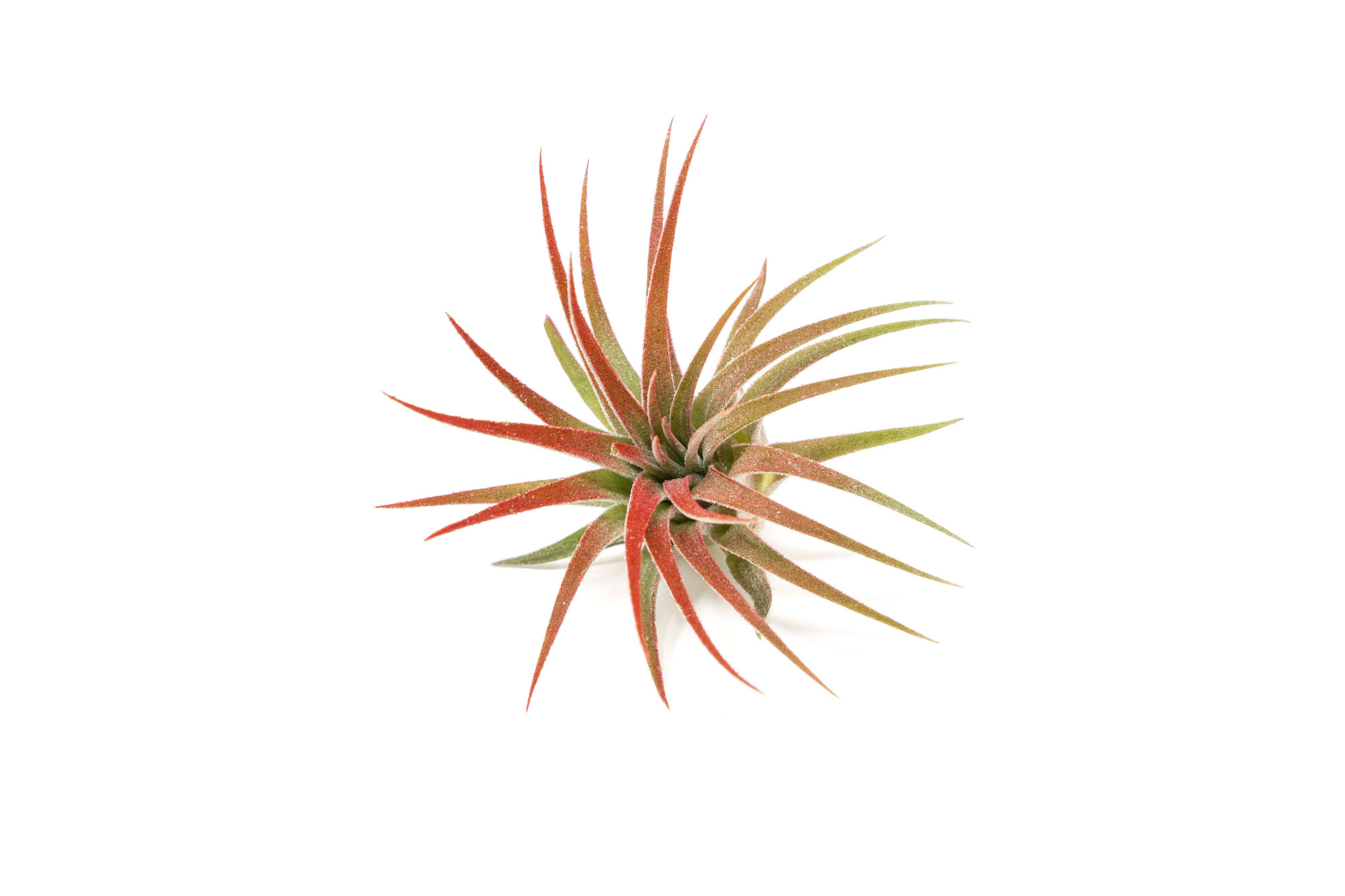 Air Plant Shop - Wholesale Live Plant - Color Enhanced Tillandsia Ionantha Rubra Air Plants3