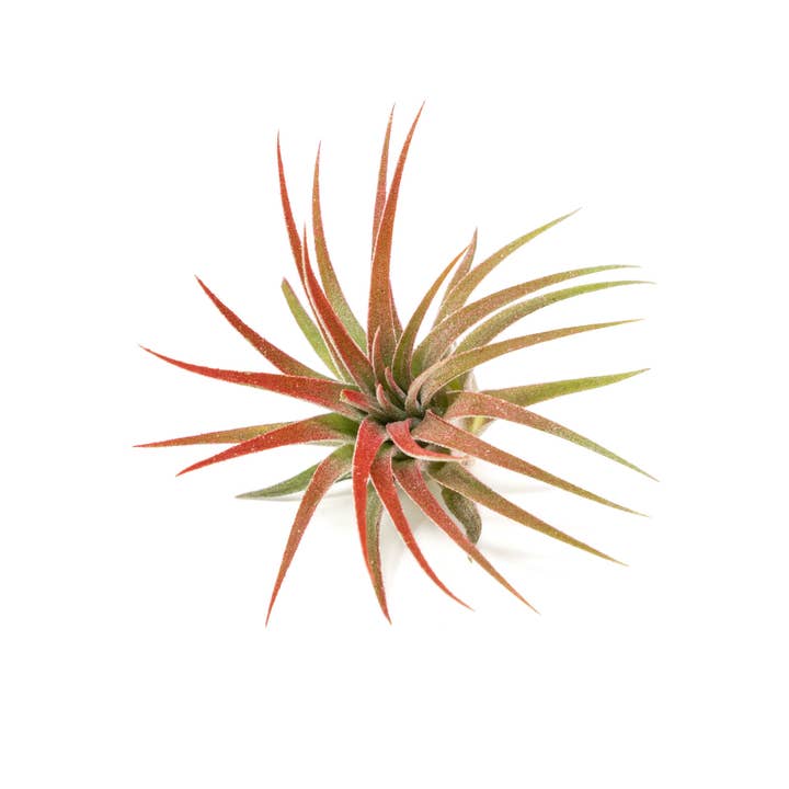 Air Plant Shop - Wholesale Live Plant - Color Enhanced Tillandsia Ionantha Rubra Air Plants3
