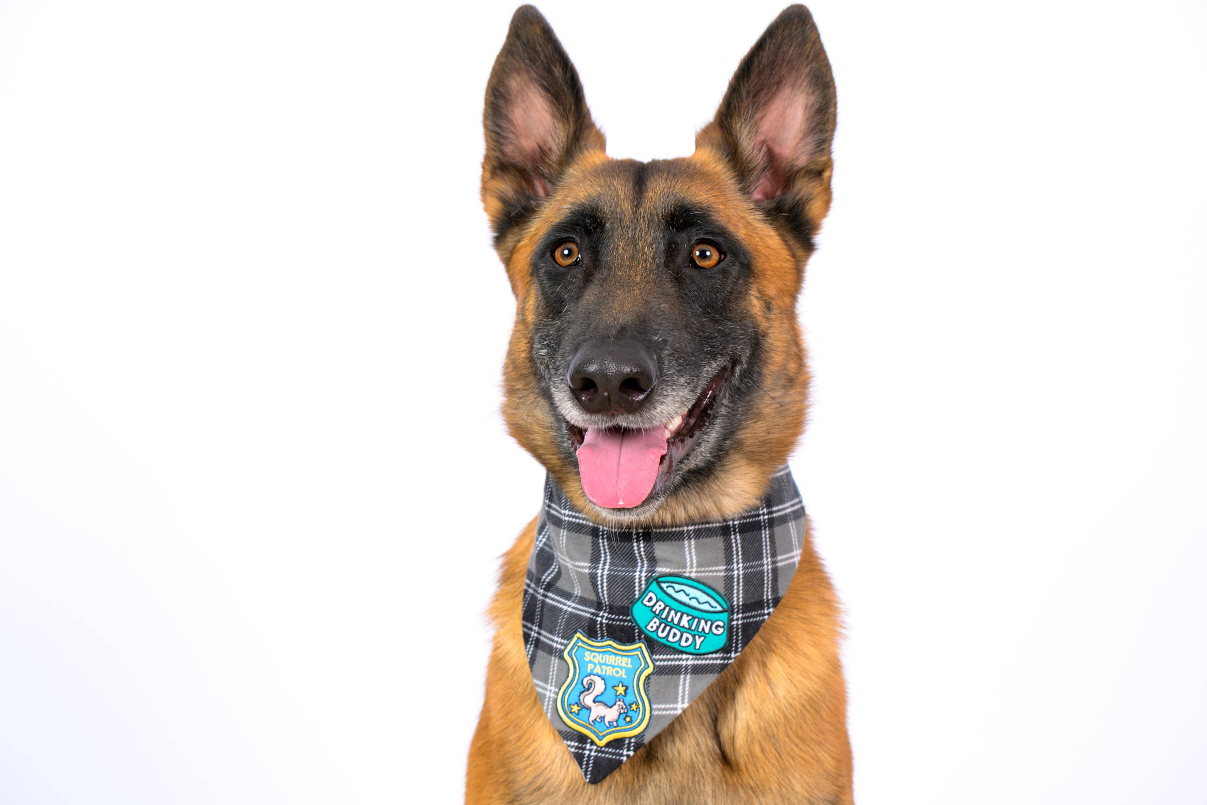 Colored Up Pup - Vente Écusson - Écusson thermocollant Baller pour chiens1