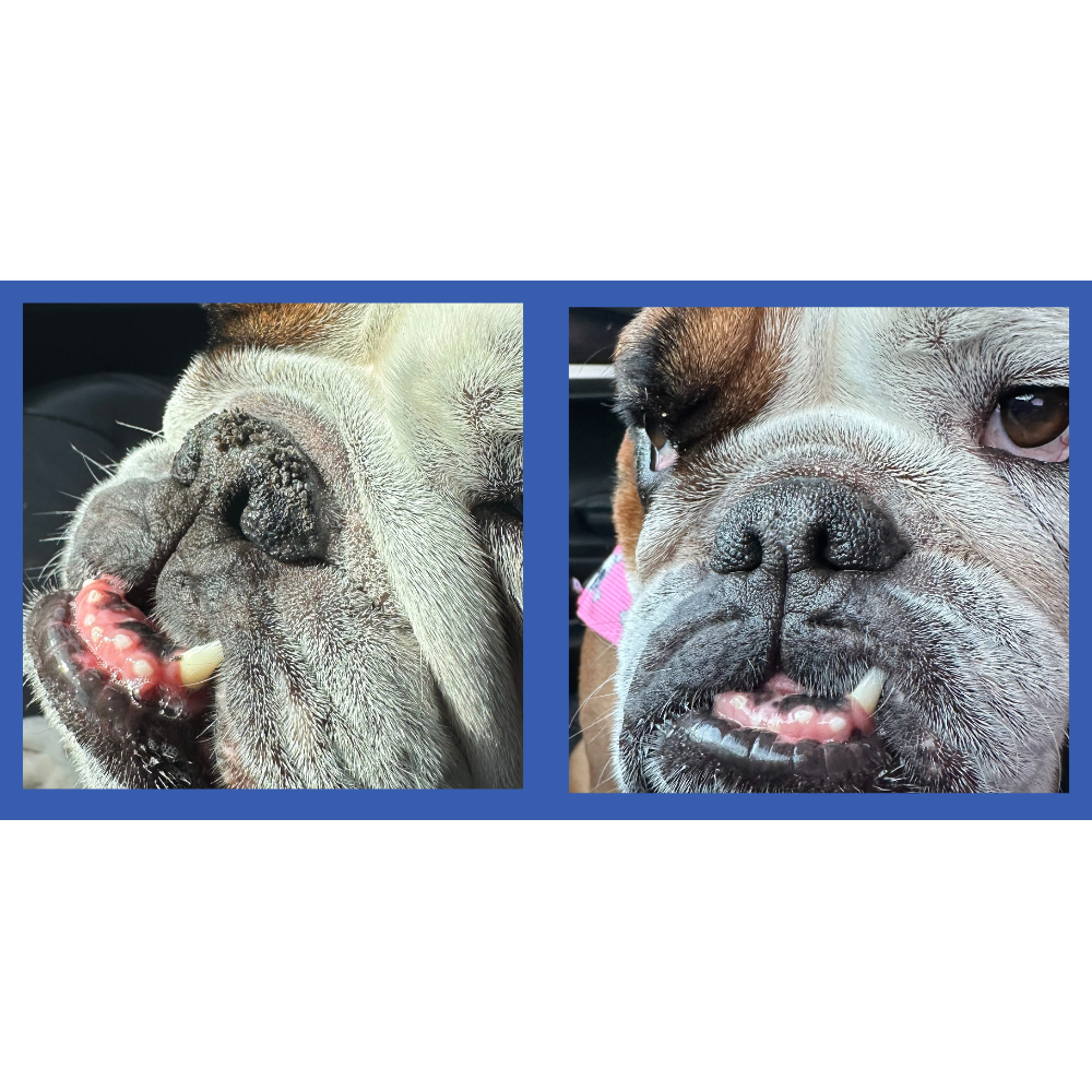 Squishface - Wholesale Pet Balm - Dog - Squishface Nose Balm for Dry Crusty Dog Noses3