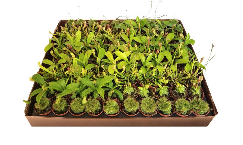 Succulents & Such, Inc. - Wholesale Live Plant - 2" Potted Carnivorous Plants Mix (4 Varieties Included)