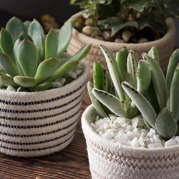 SoftWeave Planters 4″, Mixed Case, Set of 4 and other Purchase Wholesale terracotta pots 4 inch. Free Returns & Net 60 Terms on Faire trending on Faire.