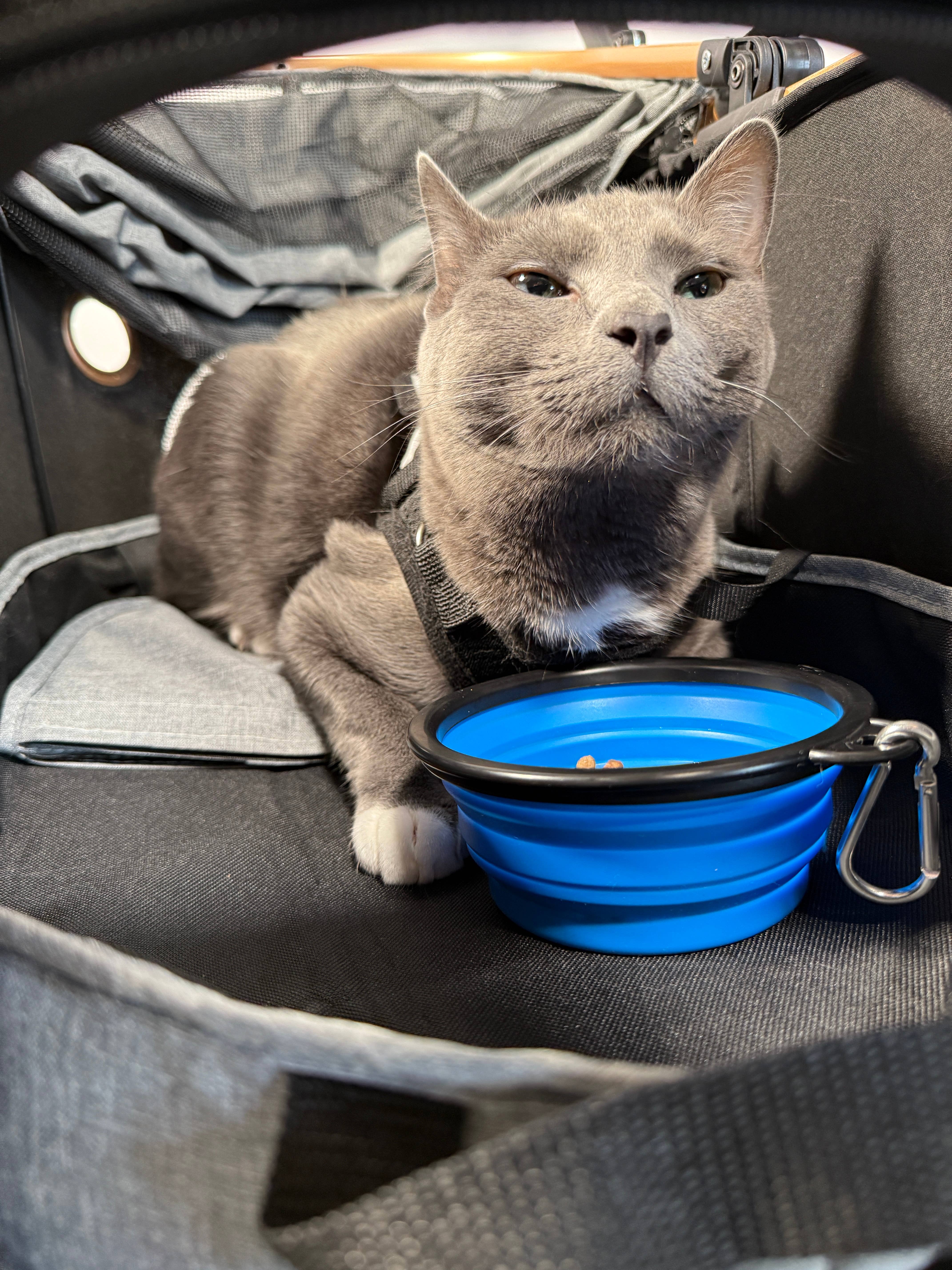 Travel Cat Wholesale – tigela - Gato e cão por atacado – Comida dobrável para animais de estimação “The Go Anywhere Bowl”1