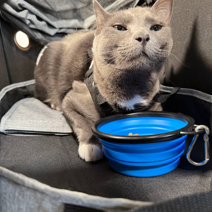 Travel Cat Wholesale – tigela - Gato e cão por atacado – Comida dobrável para animais de estimação “The Go Anywhere Bowl”1