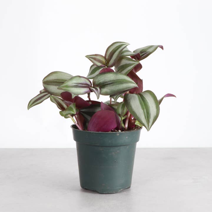 Thorsen's Greenhouse - Wholesale Live Plant - Tradescantia Zebrina - Live Plant