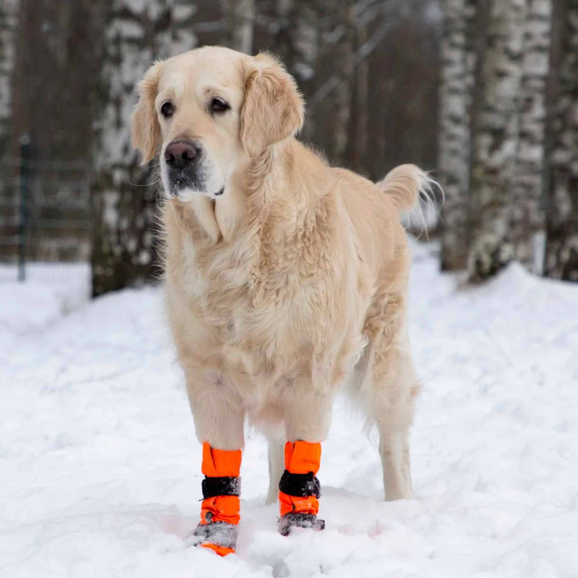 FINNERO - Vente Bottines – chien - FINNERO SULO bottines de protection pour chien, 2 pièces, orange10