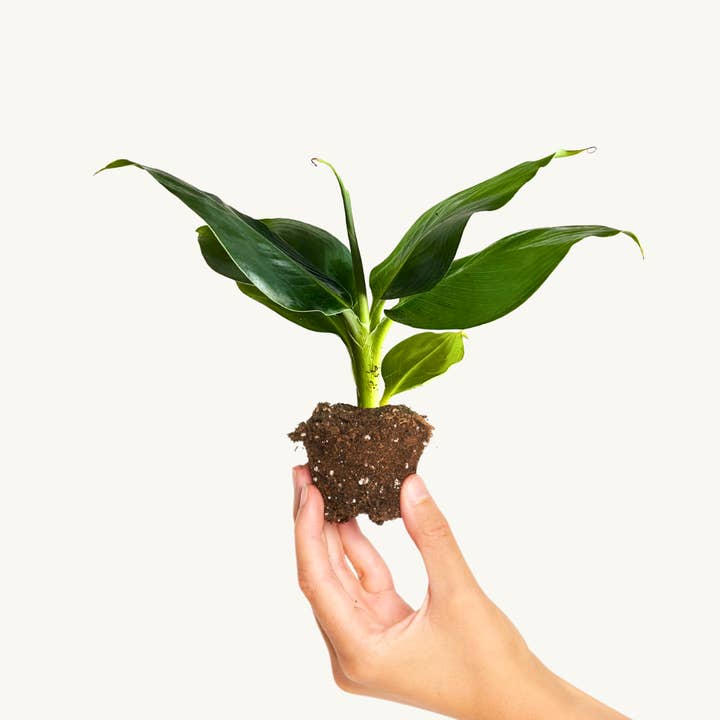 Musa Platanera 'Cheeka' for engroshandel hos Miniplanta