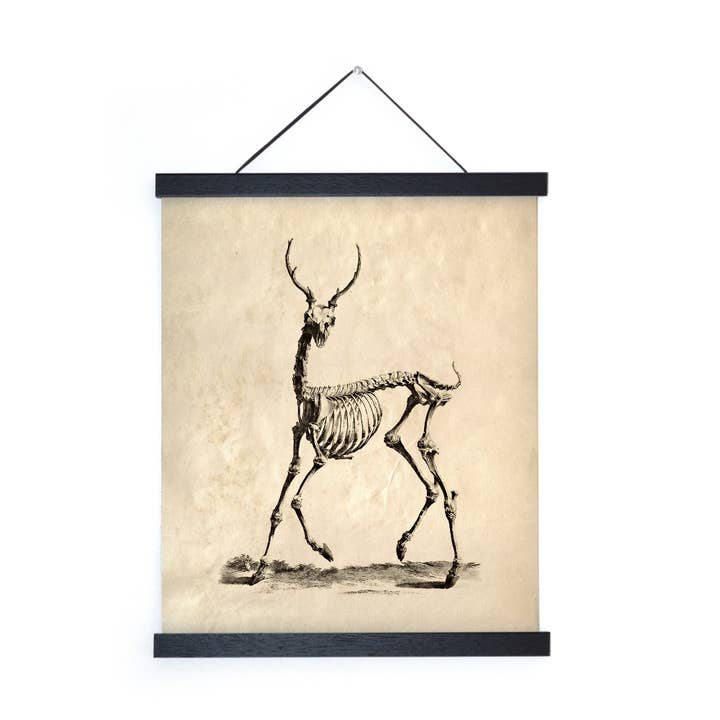 Curious Prints - Wholesale Art Print - Vintage Deer Skeleton Print w/ optional frame2