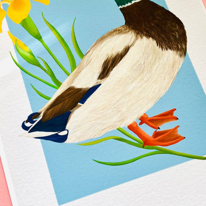 Pixiecraft - Wholesale Art Print - Mallard Duck Art Print- British Wildlife Illustration for Nature Lovers4