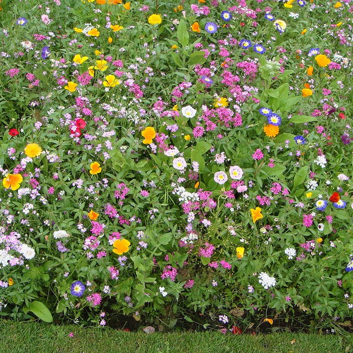 Decker Rd. Seeds - Wholesale Plant Seeds - Wildflower Seeds 'Deer Resistant Mix'