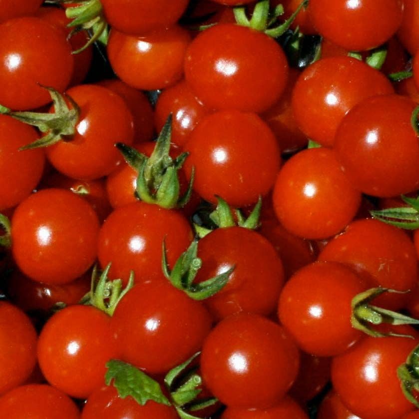 Sow True Seed - Wholesale Plant Seeds - Cherry Tomato Seeds - Cherry Sweetie, ORGANIC3