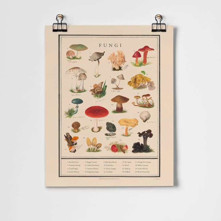 Fungi Fine Art Print for wholesale by Roomytown Inc