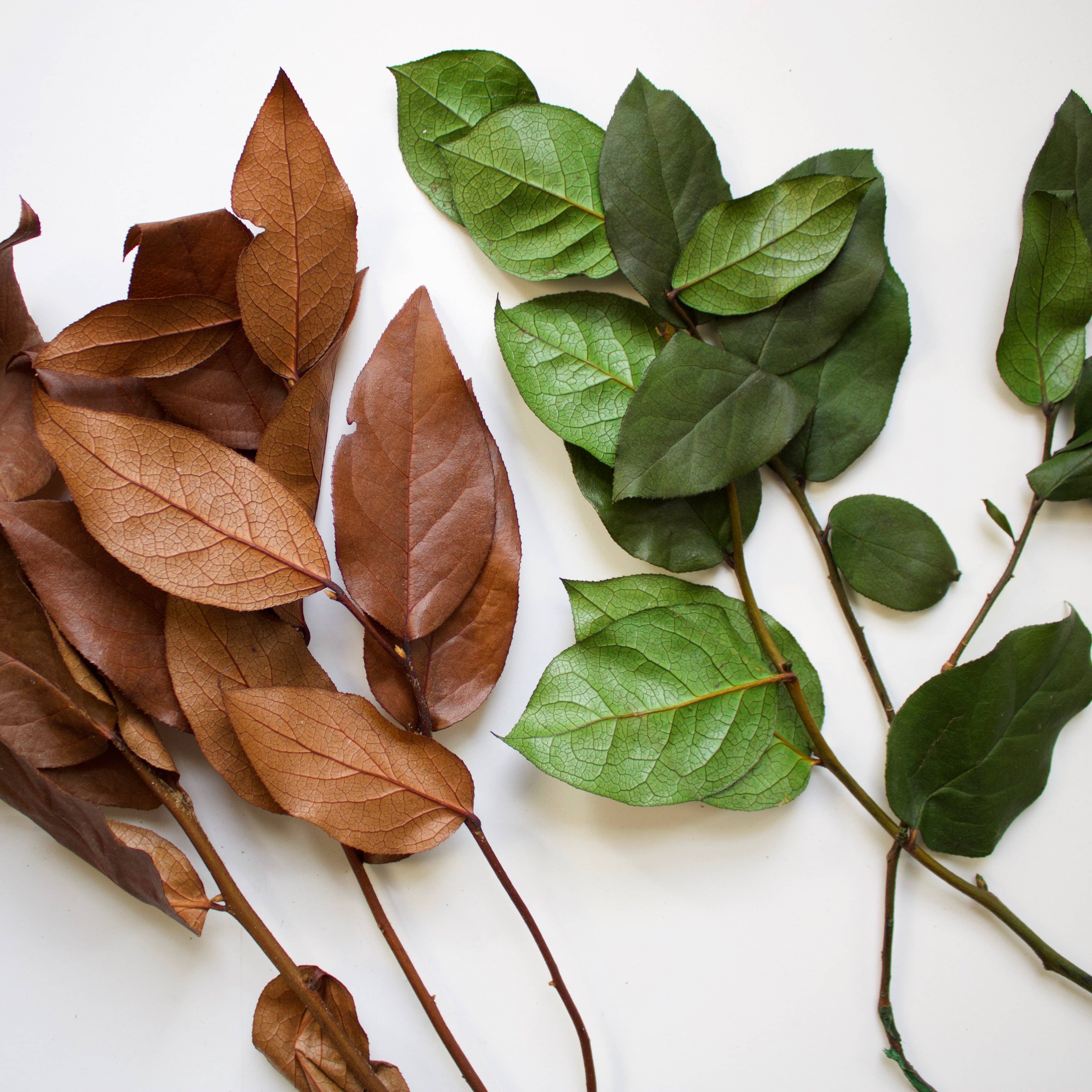 Roxanne's Dried Flowers - Wholesale Dried/Pressed Flowers - Salal (Lemon Leaves) - Preserved3