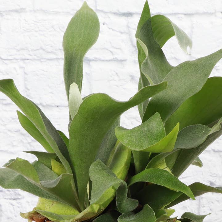 Thorsen's Greenhouse - Wholesale Live Plant - Staghorn Fern - Live Plant5