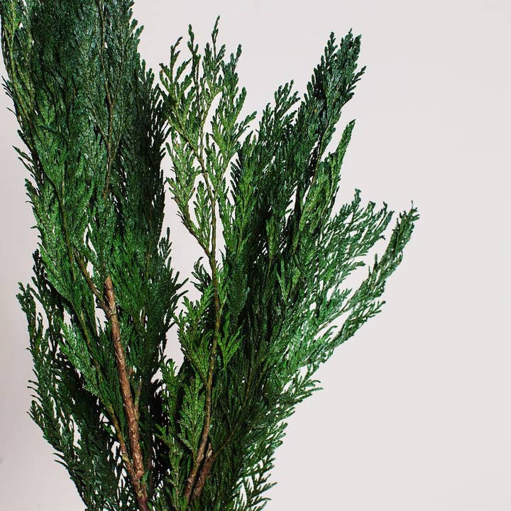 Idlewild Floral Co. - Wholesale Dried/pressed flowers - Preserved Cedar1