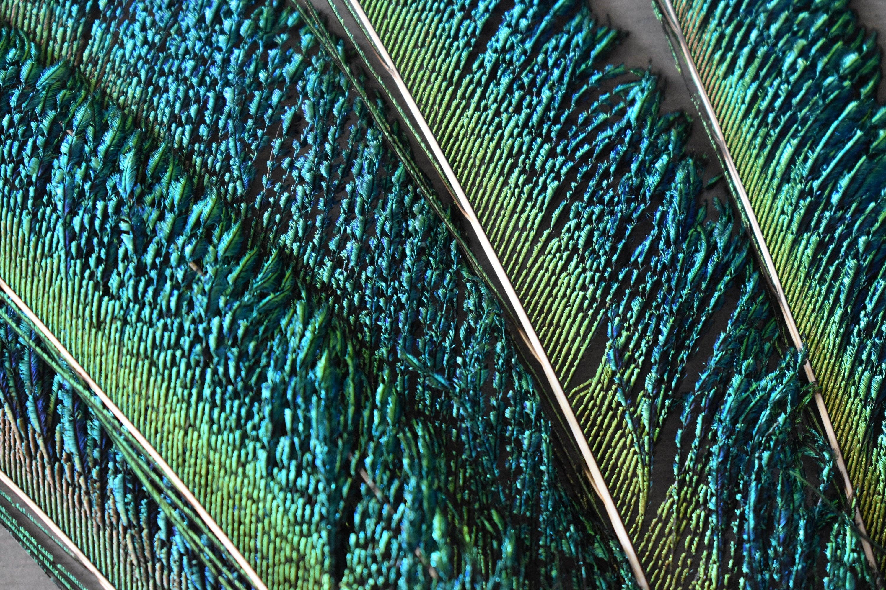 Plumes Naturelles - Wholesale Gedroogde/geperste bloemen - Peacock Feathers zwaard 25 centimeter6