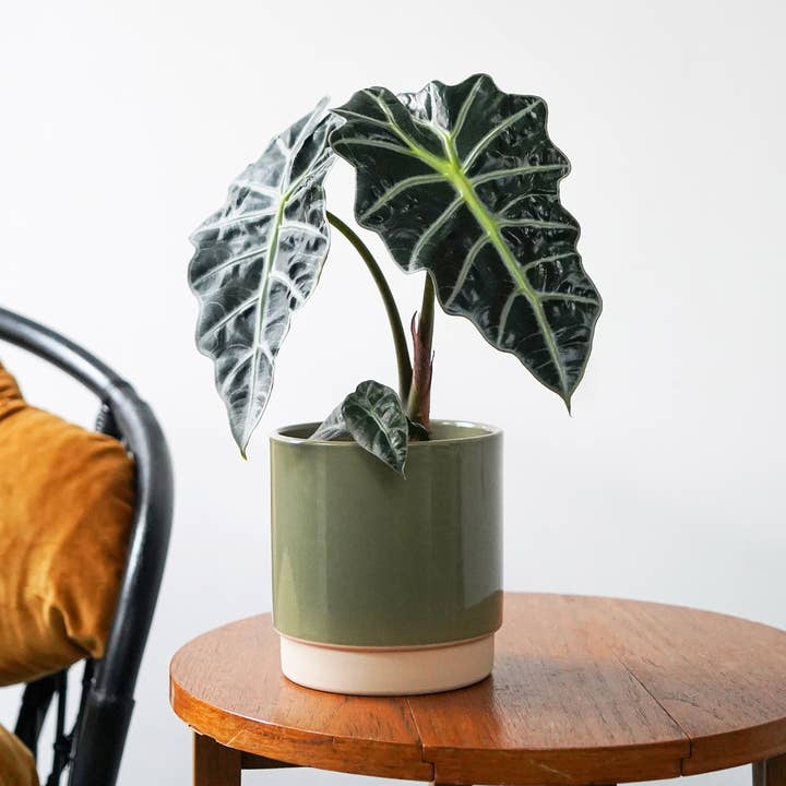 Enos Ceramic Indoor Plant Pot H13.5cm D13cm for wholesale by Ivyline