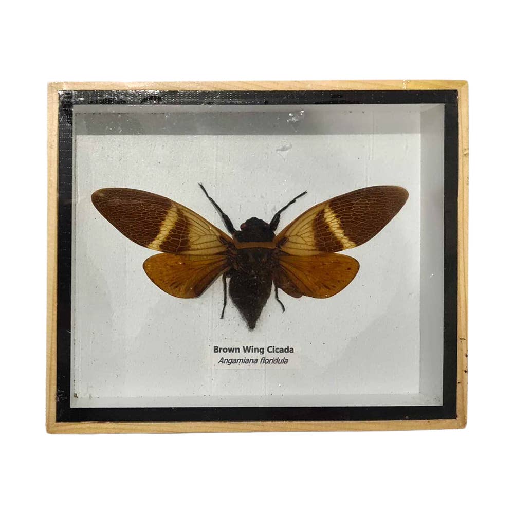 VIE - Wholesale Wall Accent - Framed Insect, Assorted45