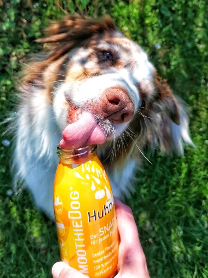 SmoothieDog CHICKEN: snack naturale senza zucchero per cani, topping al pollo per la vendita all'ingrosso da parte di SmoothieDog