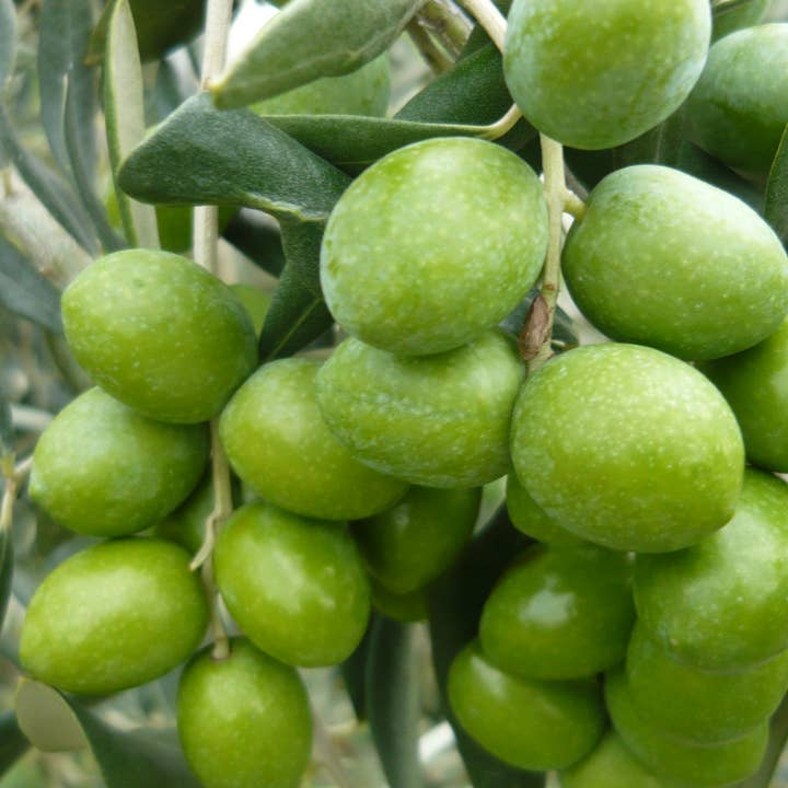 FIOR ROSSO - Vendita all'ingrosso Olio d'oliva - Olio Extra Vergine d'Oliva - Bianchera Belica - 500ml