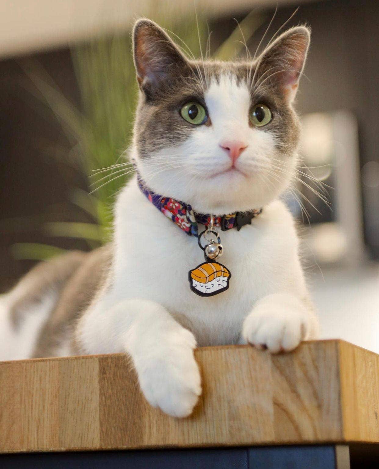 Besties Pets - Wholesale Pet Identification Tag - Cat - Sushi Silicone Cat ID Tag4