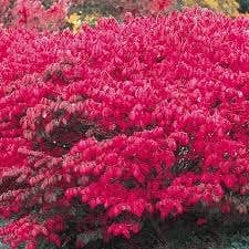 The Rike - Wholesale Plant Seeds - 50 Burning Bush Seeds Cold Hardy Color Grass Ornamental Autumn Hedge Tree Seed for Planting - Euonymus alatus Winged Spindle Winged Euonymus Bush Kochia Scoparia Bassia Red Shrub Seeds3