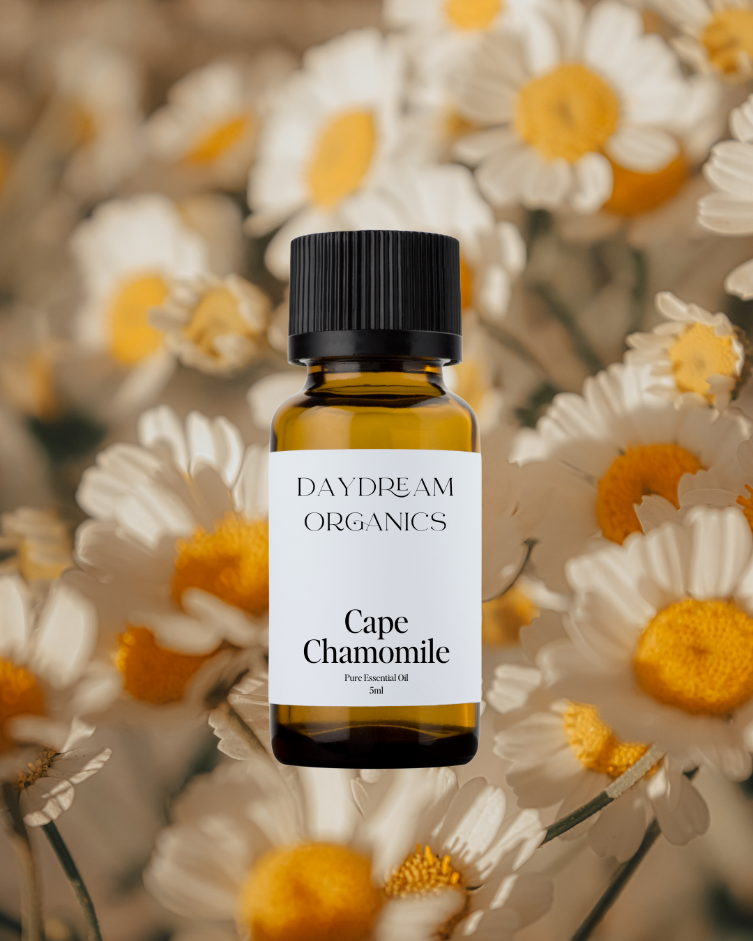 Daydream Organics | Prairie Doctor Brand - Wholesale Essential Oil - Chamomile (Cape) Essential Oil0