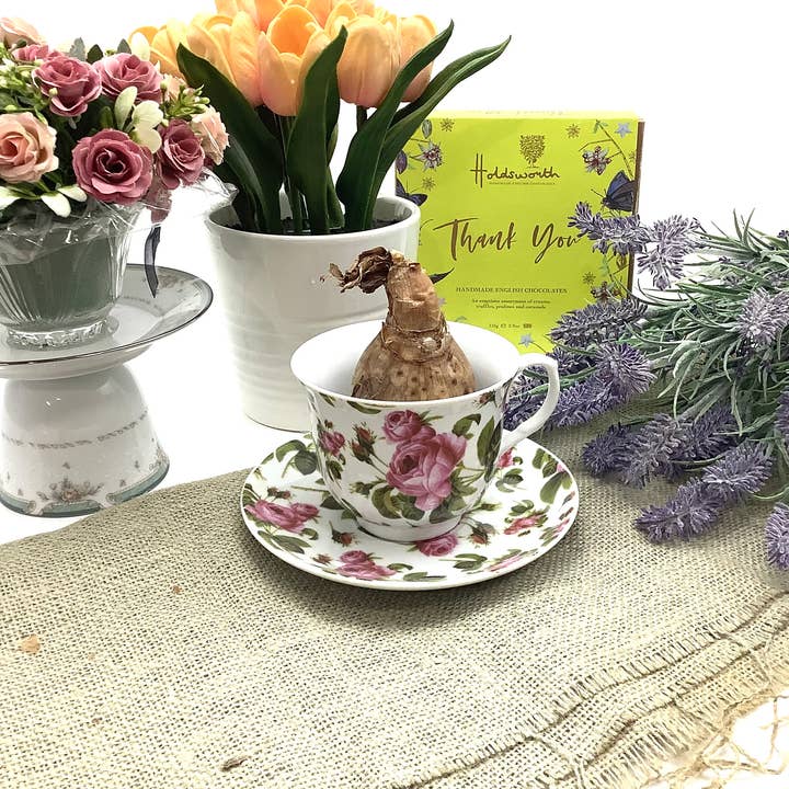 All Little Cute Things - Wholesale Party Favor - Dutch Daffodil Bulb in a Teacup, Garden Tea Party Favors9