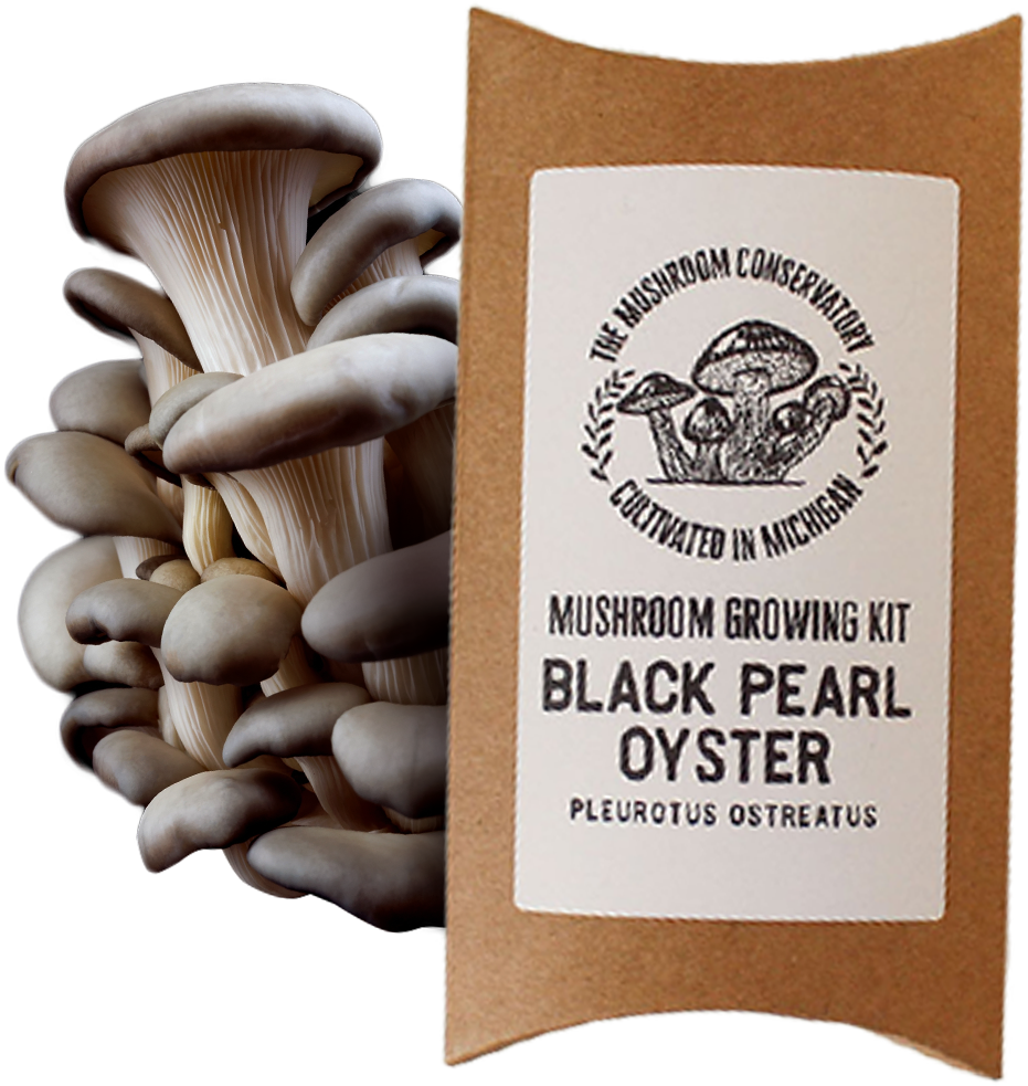 The Mushroom Conservatory LLC - Wholesale DIY Food Kit - Black Pearl Oyster Mushroom Growing Kit -  Gourmet Food Kit!0