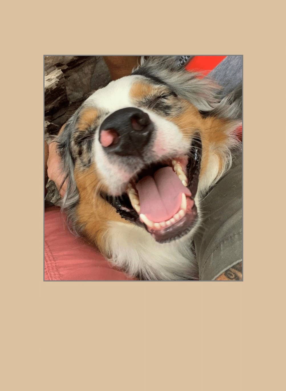 1216 Trading Company - Wholesale Everyday Greeting Card - Paw Talk Greeting Card - Just For Fun - 040011