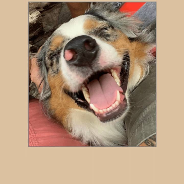 1216 Trading Company - Wholesale Everyday Greeting Card - Paw Talk Greeting Card - Just For Fun - 040011