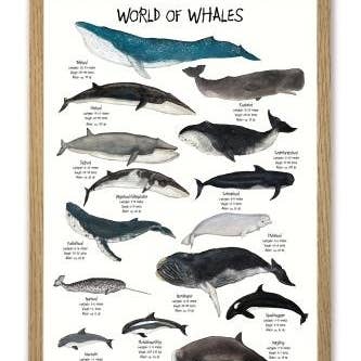 Mouse and Pen Illustration ApS – Großhandel Poster – World of Whales A3-Poster0