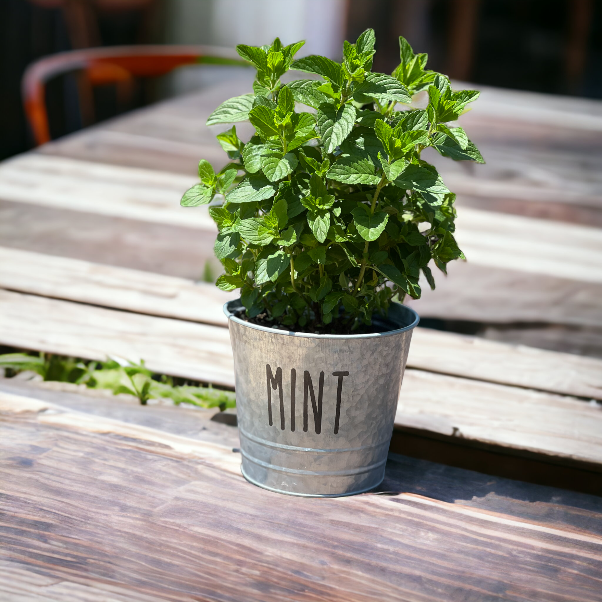 The Savvy Spade - Wholesale Plant Pot - Mint Farmhouse Herb Bucket Planter3
