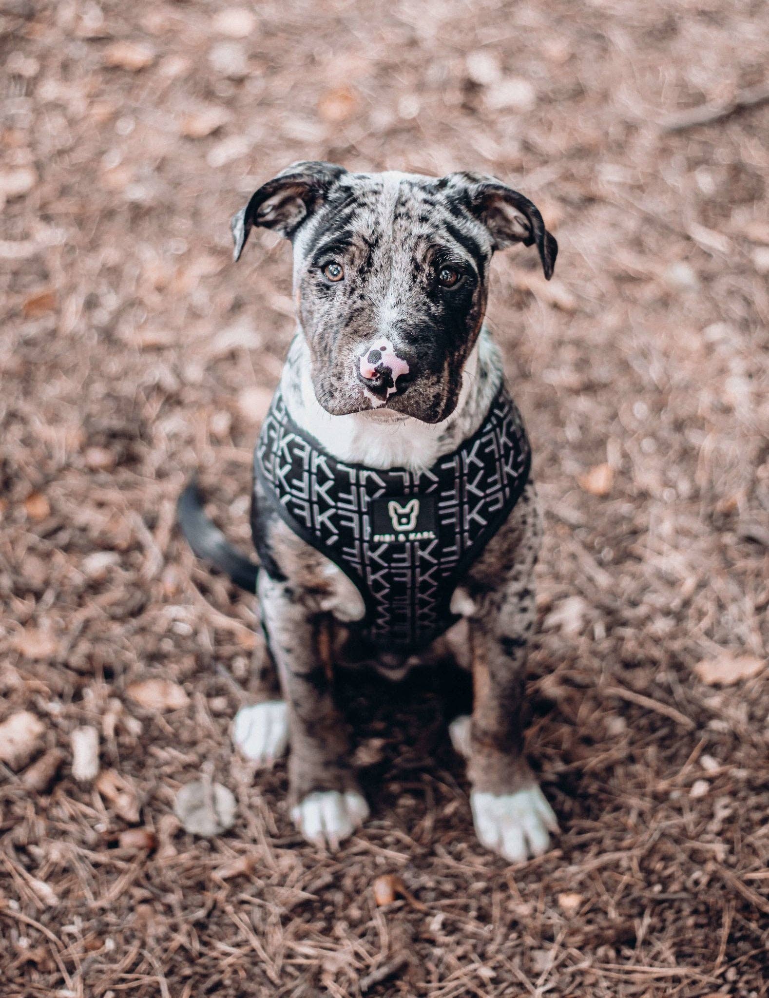 Fibi & Karl – Arnês – Cão por atacado – Peitoral para cachorro 2 em 1 FK7