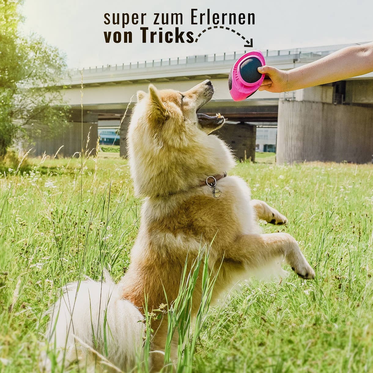 ne&no - Wholesale Pet Fetch Ball - Dog - ne&no® Dog Football – floats – neon pink – Fetch10